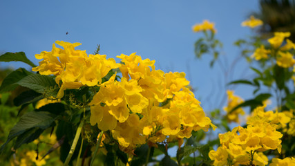 Floral spring background yellow beautiful flowers in blue sky of beautiful nature in sunny day .Spring flowers