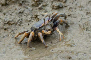 Winkerkrabbe