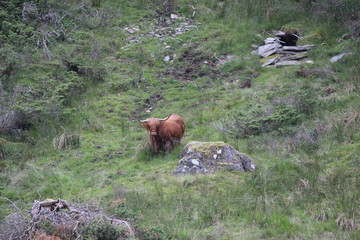 Highland Cow