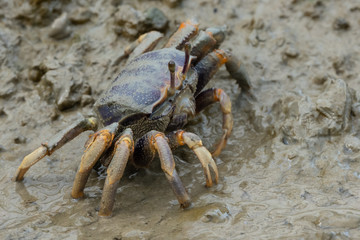 Winkerkrabbe