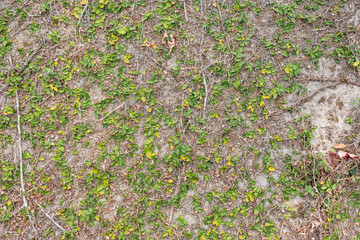 Fototapeta premium green ivy leaf on the wall