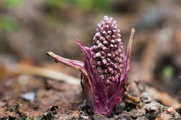 Purple Butterbur Plant Petasites Hybridus Flowering in Nature in Early Spring. A blooming butterbur (Petasites hybridus) flower in the meadow