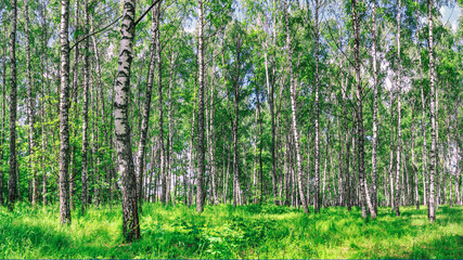 Birch grove on a sunny spring summer day, summertime landscape