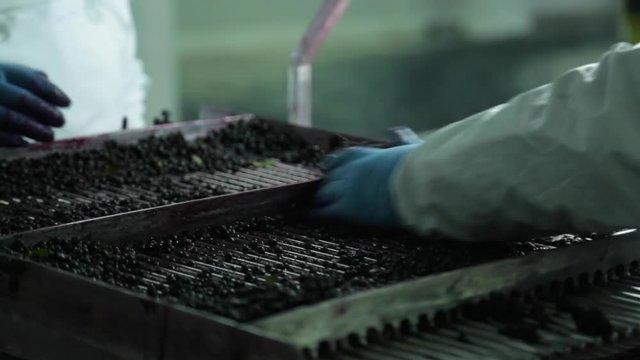 Frozen maqui berry being selected - IQF