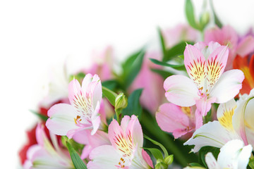 Closeup of spring pink alstroemeria flowers with soft focused green leaves on white background