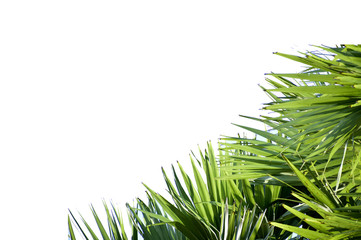 Fototapeta premium Green nature, white background, free space for text input