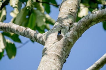 Bird in Uganda
