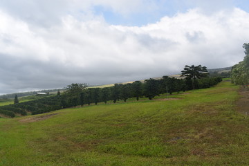 Fototapeta premium Orchard on a rolling hillside in Hawaii laid out in perfect order