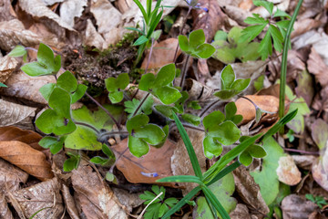 Green leaves