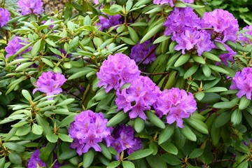 Purple rhododendron bushes