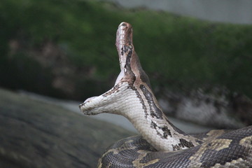 Snake with mouth open