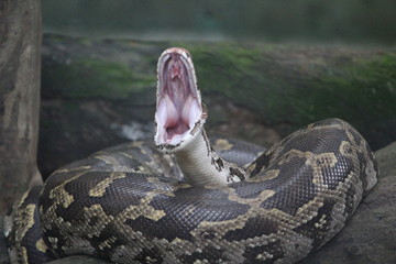 Snake with open mouth