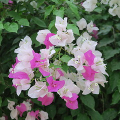 Bougainvillea, triple flowers, rich flowering shrub in tropical climate