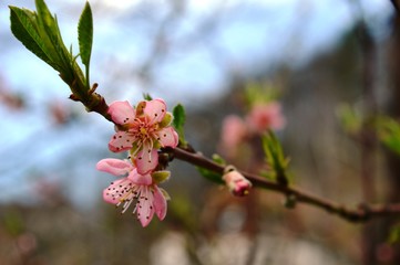 pink cherry blossoms