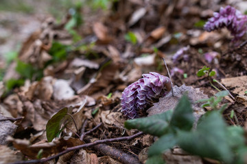 Germination of flowers
