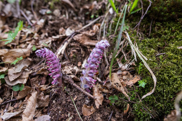 Germination of flowers