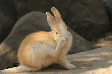 A rabbit is using the legs to rub the nose.