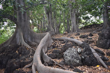 Stange branching trees in a forest along the ocean with roots and branches stretching everywhere