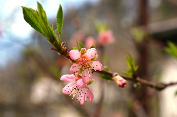 pink cherry blossoms