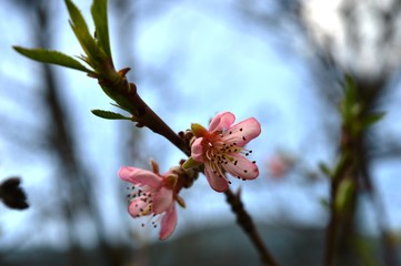 pink cherry blossoms