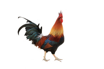 Colorful native chicken, white background.