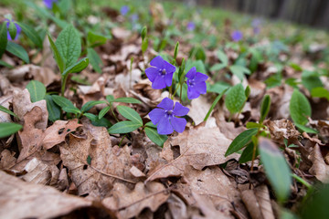 Periwinkle