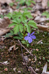 Periwinkle