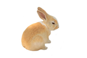 One small rabbit.