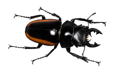Lucanus cervus stag beetle isolated on white