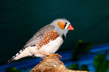 Fototapeta premium Beautiful bird, Zebra Finch (Taeniopygia guttata) perching on a branch