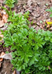 Green leaves