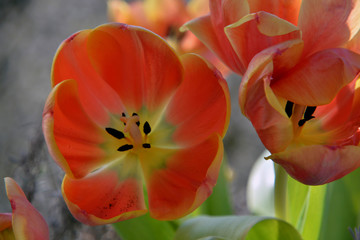 Tulpen