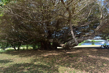 Stange branching trees in a forest along the ocean with roots and branches stretching everywhere