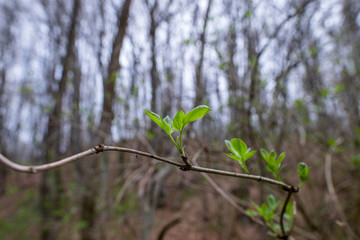 Buds on a branch