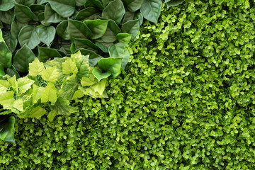 Obraz premium green ivy background