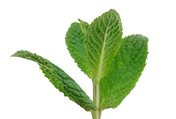 Fresh raw mint leaves isolated on white background