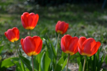 red tulips in the yard