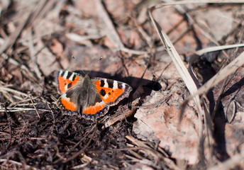 Fototapeta na wymiar butterfly on a leaf in early spring