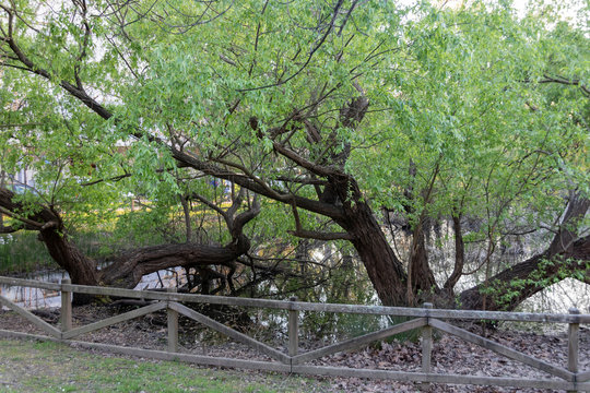 &Aacute;rboles en lago
