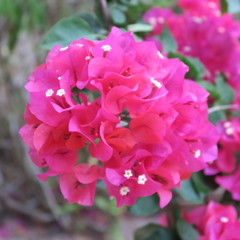 Bougainvillea, triple flowers, rich flowering shrub in tropical climate