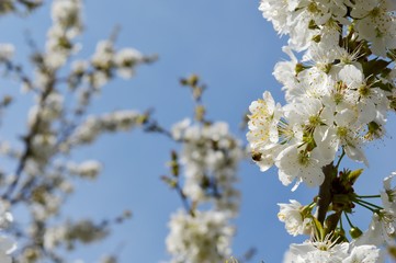 white cherry blossoms