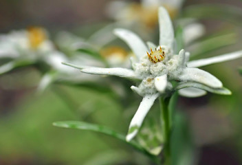 Fototapeta premium Edelweiss