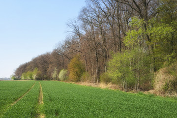 Waldrand im Frühling - Niedersachsen, Deutschland, Europa
