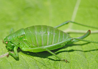 Heuschrecke