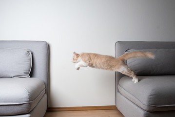 side view of a cream colored maine coon cat jumping from one sofa to another in front of white wall
