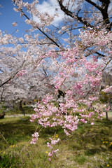 京都植物園の桜
