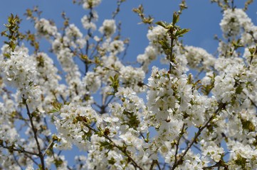 white cherry blossoms