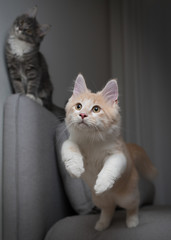cream colored maine coon cat about to jump over the couch. another cat is watching.