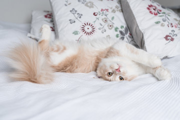 young cream tabby maine coon cat lying upside down on bed with white duvet cover in front of floral pillows