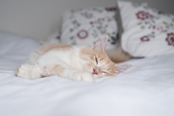 young cream tabby maine coon cat lying on bed with white duvet cover taking a nap in front of floral pillows